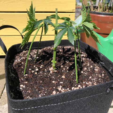 First Round #08 growlog timeline photo
