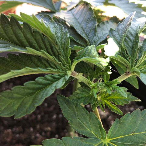 First Round #08 growlog timeline photo