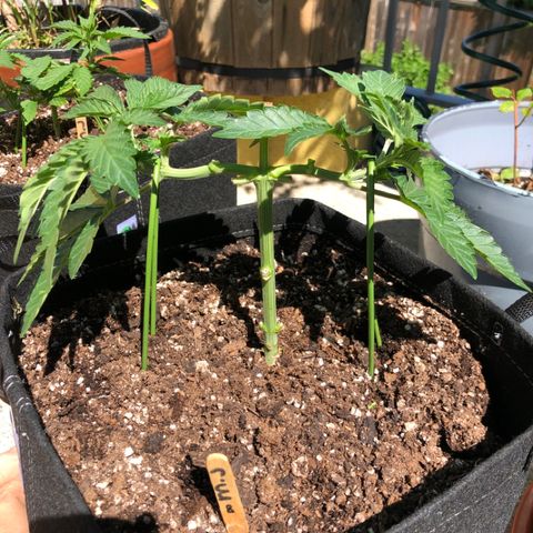First Round #08 growlog timeline photo