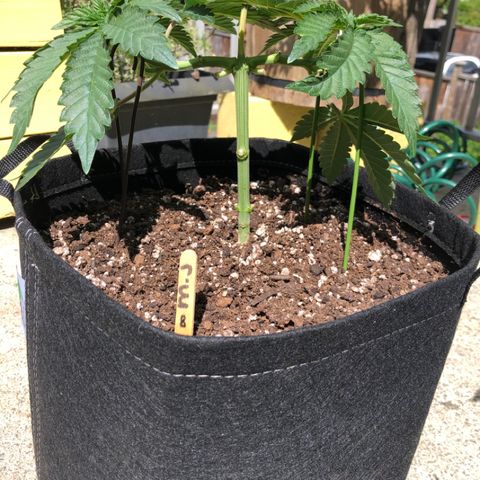 First Round #08 growlog timeline photo