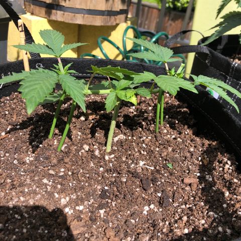 First Round #01 growlog timeline photo
