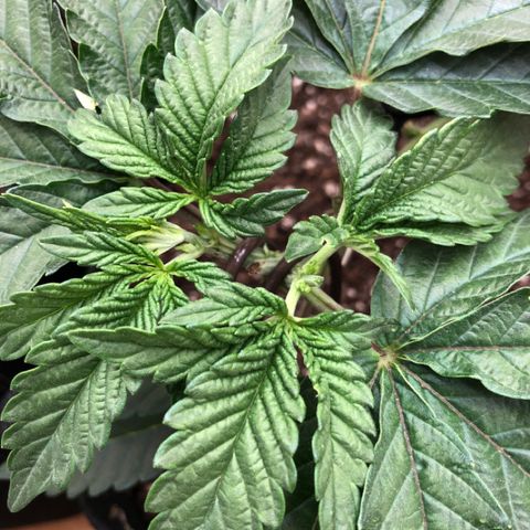 First Round #08 growlog timeline photo