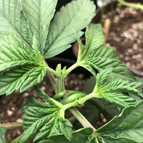 First Round #08 growlog timeline photo