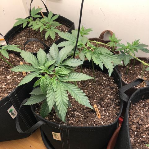 First Round #08 growlog timeline photo