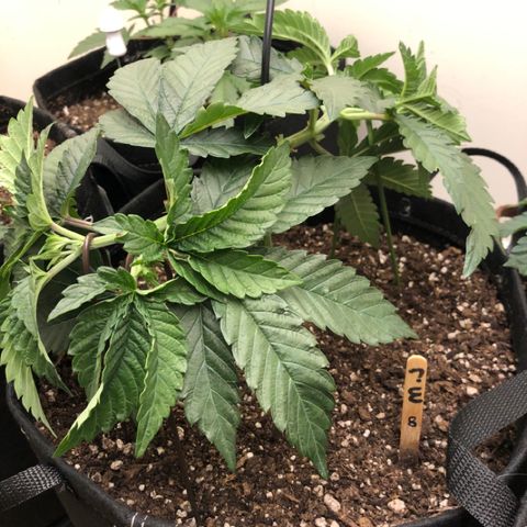 First Round #08 growlog timeline photo