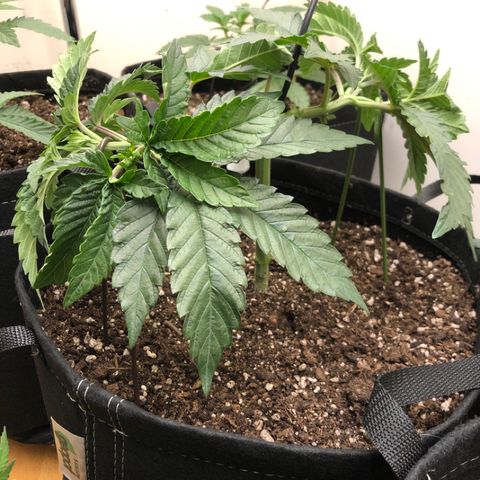 First Round #08 growlog timeline photo