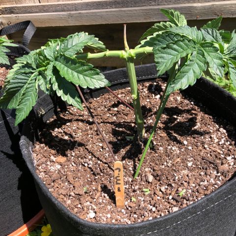 First Round #08 growlog timeline photo
