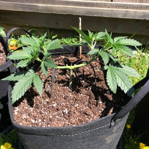 First Round #01 growlog timeline photo