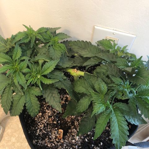 First Round #08 growlog timeline photo