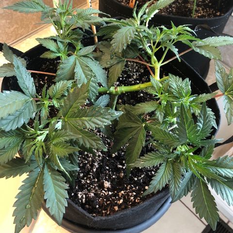 First Round #01 growlog timeline photo