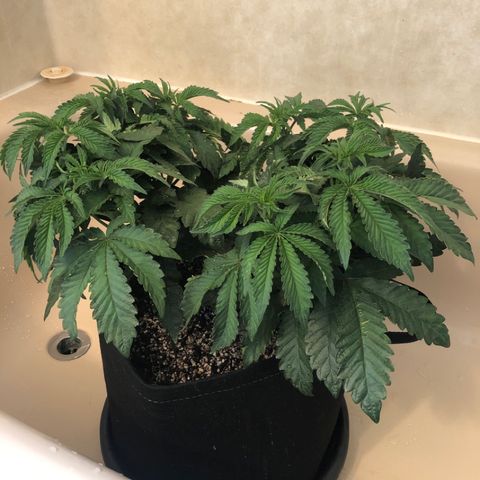 First Round #08 growlog timeline photo