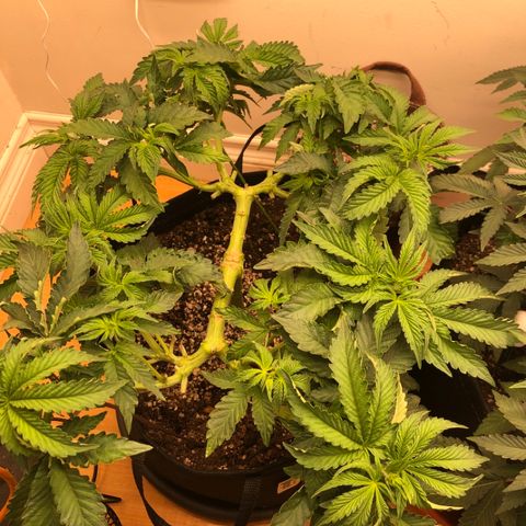 First Round #08 growlog timeline photo