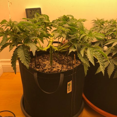 First Round #08 growlog timeline photo