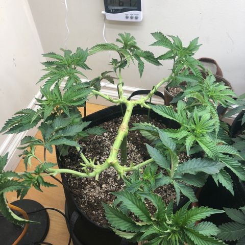 First Round #08 growlog timeline photo