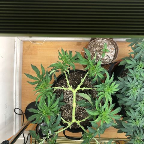 First Round #08 growlog timeline photo