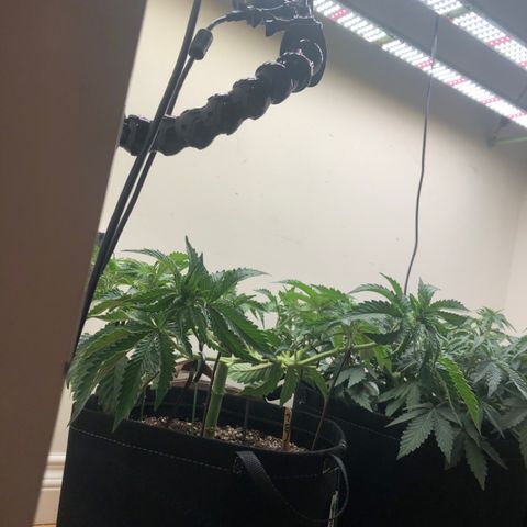 First Round #08 growlog timeline photo