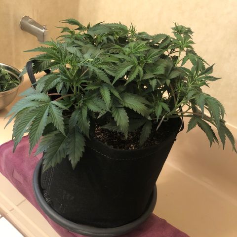 First Round #01 growlog timeline photo