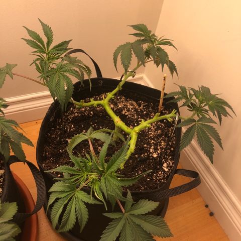 First Round #01 growlog timeline photo