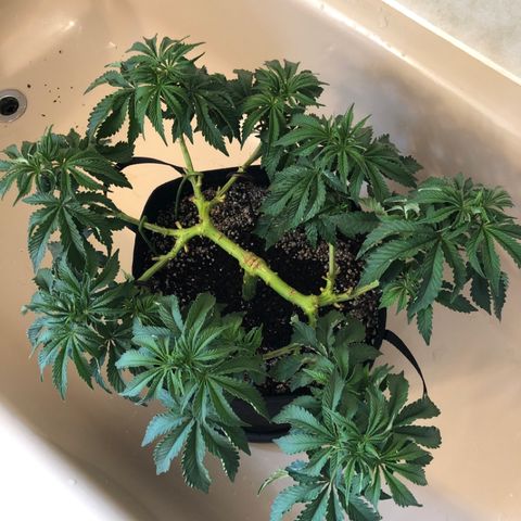 First Round #08 growlog timeline photo