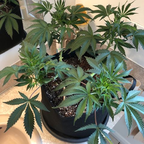 First Round #01 growlog timeline photo