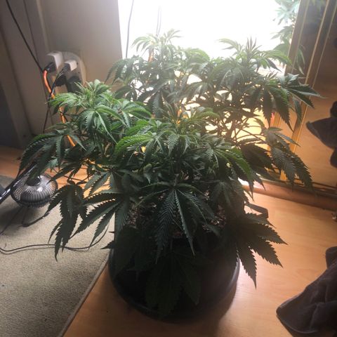 First Round #01 growlog timeline photo