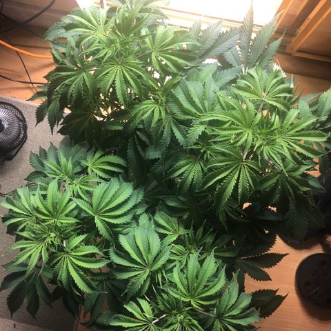First Round #01 growlog timeline photo