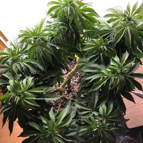 First Round #08 growlog timeline photo