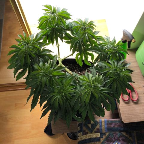 First Round #08 growlog timeline photo