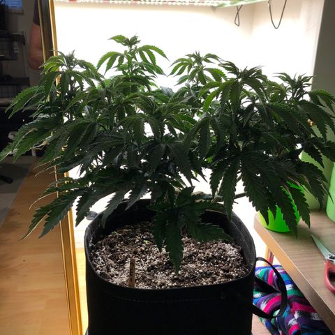 First Round #08 growlog timeline photo