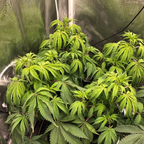 First Round #01 growlog timeline photo