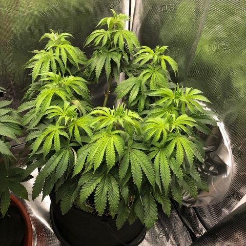 First Round #08 growlog timeline photo