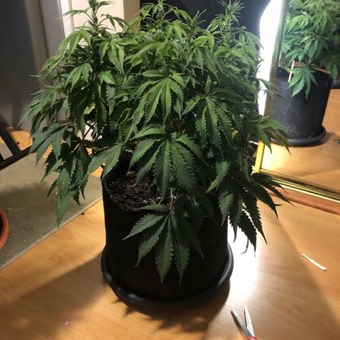 First Round #01 growlog timeline photo