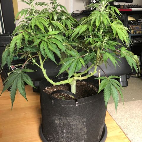 First Round #01 growlog timeline photo