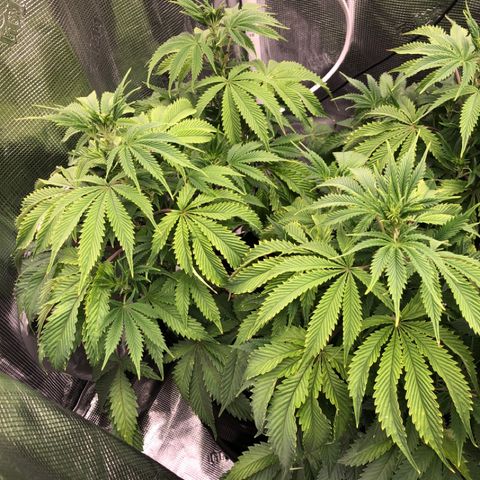 First Round #01 growlog timeline photo
