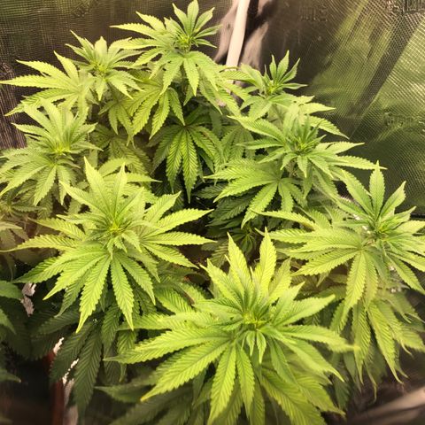 First Round #08 growlog timeline photo