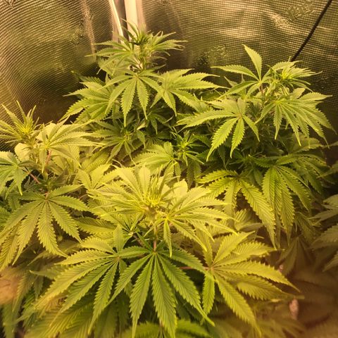 First Round #01 growlog timeline photo