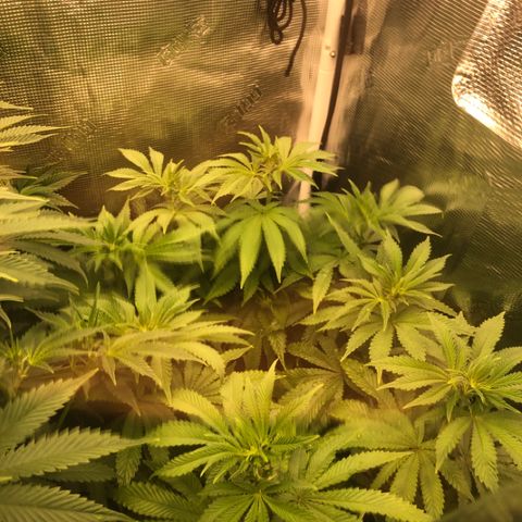 First Round #08 growlog timeline photo
