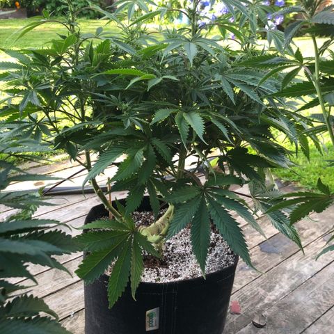 First Round #01 growlog timeline photo