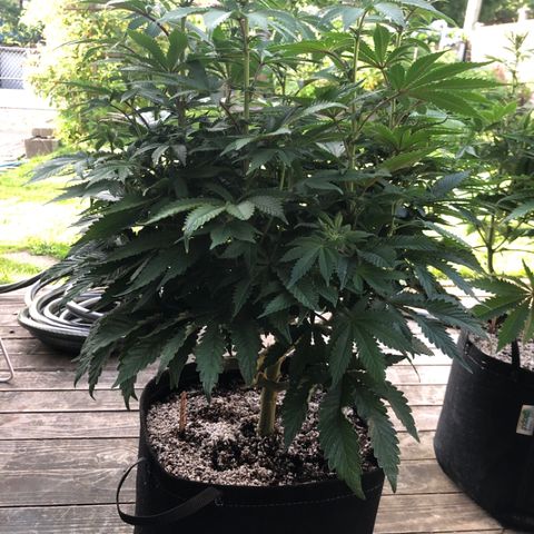 First Round #08 growlog timeline photo