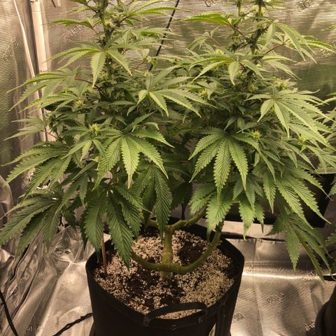 First Round #01 growlog timeline photo