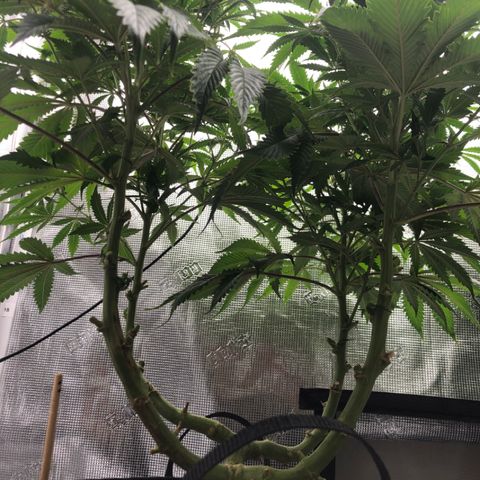 First Round #01 growlog timeline photo
