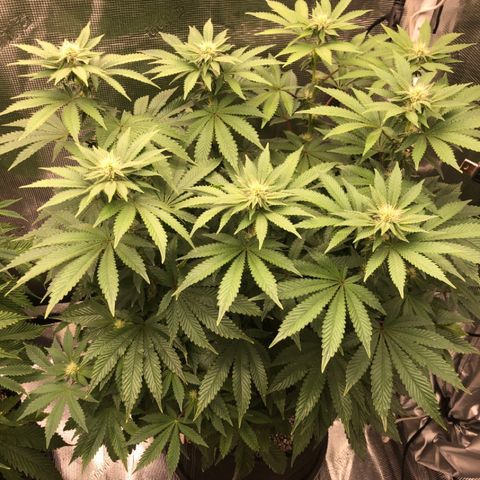 First Round #08 growlog timeline photo