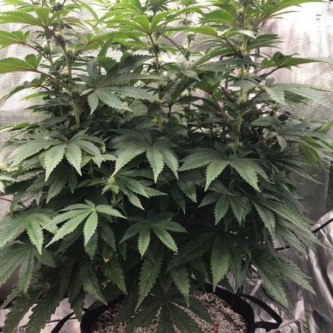 First Round #08 growlog timeline photo