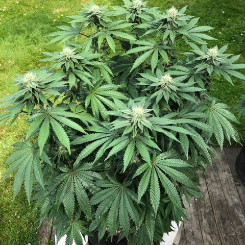 First Round #08 growlog timeline photo