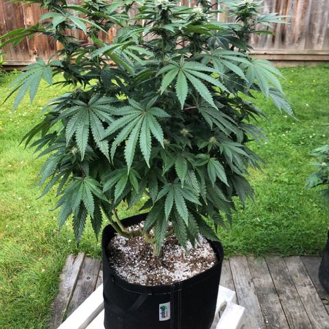 First Round #08 growlog timeline photo