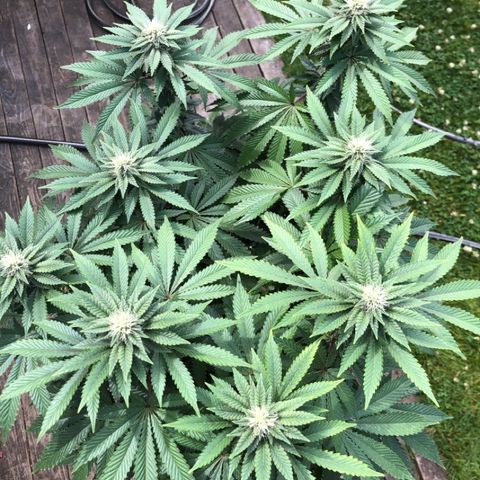 First Round #08 growlog timeline photo