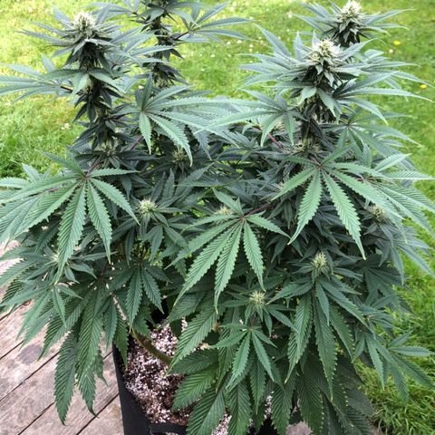 First Round #01 growlog timeline photo
