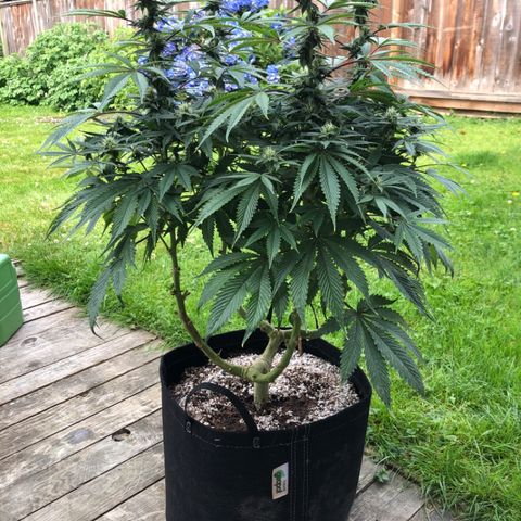First Round #01 growlog timeline photo