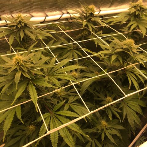 First Round #01 growlog timeline photo