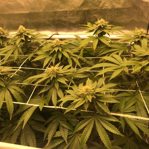 First Round #08 growlog timeline photo